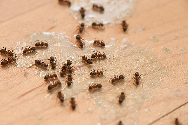 Richwood, TX Pest Control Company